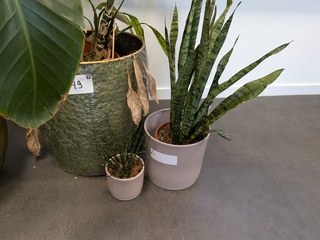 4x Plant in pot