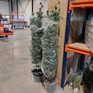 Ca. 32x Kerstboompjes met en zonder verlichting , diverse modellen, me