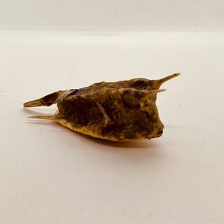 Taxidermy Japanse Blowfish – Doku Fugu