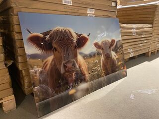 Schilderij gehard glas Koeien