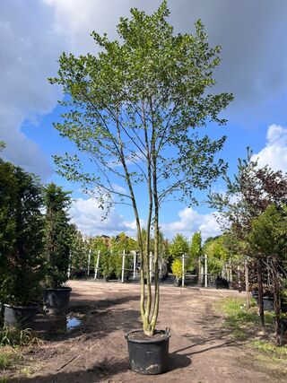 Zwarte els, Alnus Glutinosa, meerstammig, ca. 6 m hoog