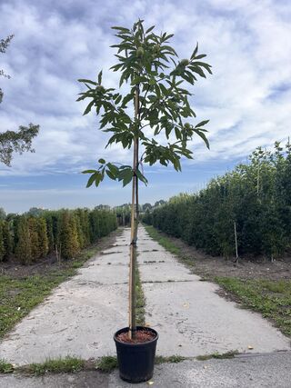 Tamme kastanje, Castanea Sativa, vruchtboom, vruchtdragend, ca. 3 m ho