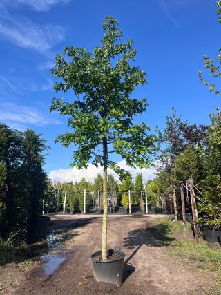 Ca. 10x Amberboom, Liquidambar Styraciflua, laanboom, Herfstverkleurin