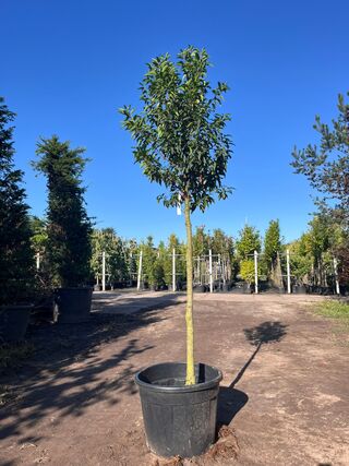 5x Portugese laurier, Prunus ‘Angustifolia’, leigeschikt, wintergroen,