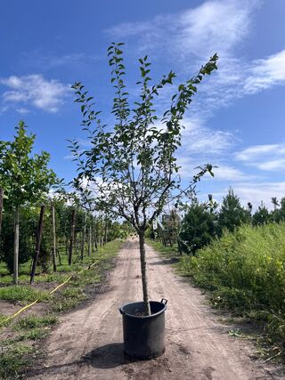 Sierappel, Malus ‘Red Sentinel’, bloesemboom, rode sierappeltjes, ca.