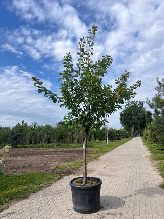 Ca. 10x Fruitboom, Prunus ‘Thirynthos’, E.a., halfstam, vruchtdragend,