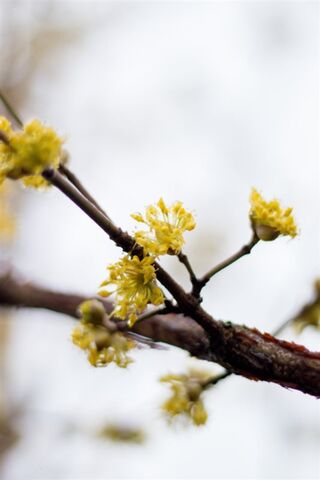Gele kornoelje, Cornus Mas, sierheester, gele bloei, ca. 175 cm hoog