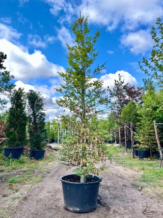 2x Beuk, Fagus Sylvatica, zuilvorm, groenbladig, ca. 5 m hoog