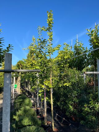 5x Japanse notenboom, Ginkgo Biloba, loofboom, gele herfstkleur, ca. 3