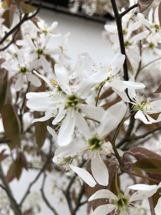 Krentenboompje, Amelanchier Lamarckii, meerstammig, witte bloesem, ca.