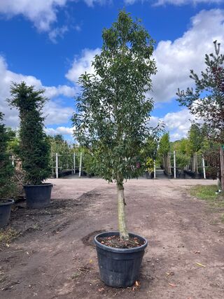 2x Portugese laurier, Prunus ‘Angustifolia’, halfstam, wintergroen, ca