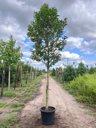4x Portugese laurier, Prunus ‘Angustifolia’, leigeschikt, wintergroen,