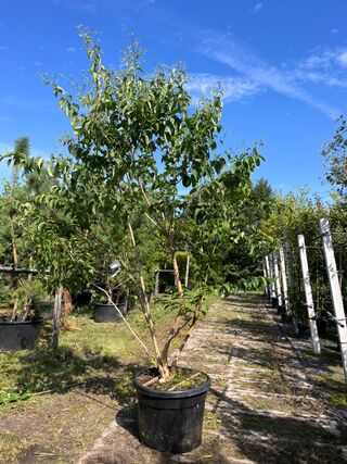 Zevenzonenboom, Heptacodium Miconioides, meerstammig, witte/rode bloei