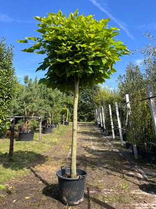 2x Trompetboom, Catalpa ‘Nana’, bolboom, ca. 180 cm stamhoogte