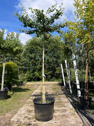2x Japanse notenboom, Ginkgo Biloba, dakboom, gele herfstkleur, ca. 22