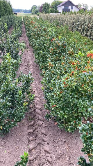 Ca. 100x Blauwe hulst, Ilex ‘Blue Maid’, haagplant, wintergroen, ca. 8