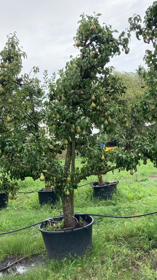 3x Perenboom, Pyrus ‘Conference’, karakterboom, vruchtdragend, ca. 3-3