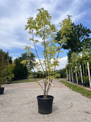 5x Sierstruik, Callicarpa, E.a., sierheester, bloei/herfstverkleuring,