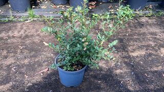 Ca. 70x Japanse hulst, Ilex ‘Green Hedge’, haagplant, wintergroen, ca.