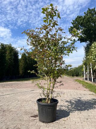 5x Sierstruik, Cercidiphyllum Japonicum, E.a., sierheester, bloei/herf