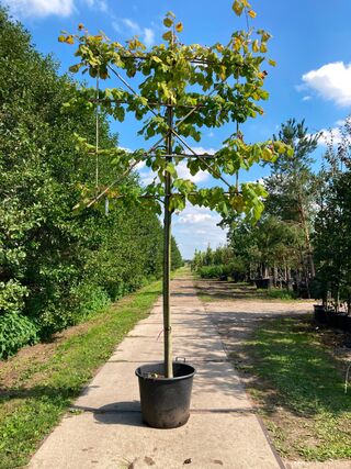 2x Winterlinde, Tilia ‘Greenspire’, leiboom, ca. 180 cm stamhoogte