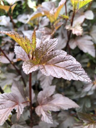 Blaasspirea, Physocarpus ‘Diabolo’, sierheester, roodbladig, ca. 250-3