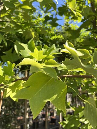 Amerikaanse tulpenboom, Liriodendron Tulipifera, hoogstam, gele herfst