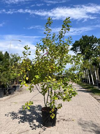 3x Sierstruik, Euonymus Europaeus, E.a., sierheester, bloei/herfstverk