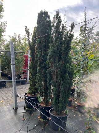 3x Venijnboom, Taxus ‘Fastigiata Aurea’, zuilvorm, wintergroen, ca. 20