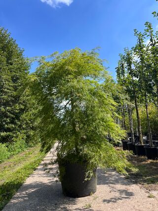 Japanse esdoorn, Acer ‘Dissectum’, prieelboom, ca. 150-175 cm hoog