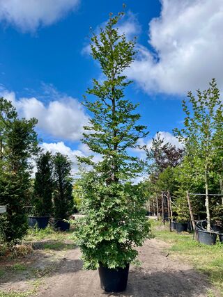 2x Beuk, Fagus Sylvatica, zuilvorm, groenbladig, ca. 5 m hoog