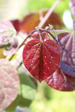 Judasboom, Cercis ‘Forest Pansy’, meerstammig, roze bloei, ca. 200-250