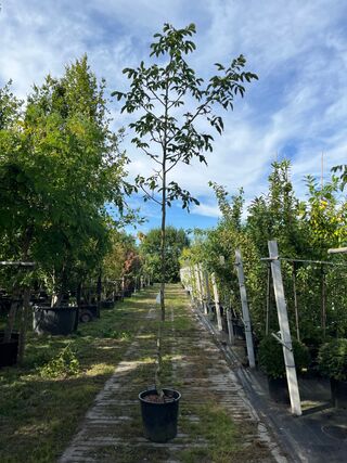 5x Walnotenboom, Juglans ‘Chandler’, vruchtboom, vruchtdragend, ca. 3.