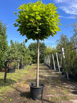 Trompetboom, Catalpa ‘Nana’, bolboom, ca. 180 cm stamhoogte