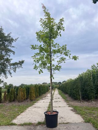 Moeraseik, Quercus Palustris, hoogstam, roodoranje herfstkleur, ca. 3-