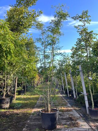 2x Valse Christusdoorn, Gleditsia ‘Skyline’, meerstammig, ca. 250-300