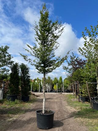 Beuk, Fagus Sylvatica, hoogstam, groenbladig, ca. 5-6 m hoog