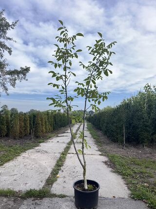 Walnotenboom, Juglans Regia, vruchtboom, vruchtdragend, ca. 175-200 cm