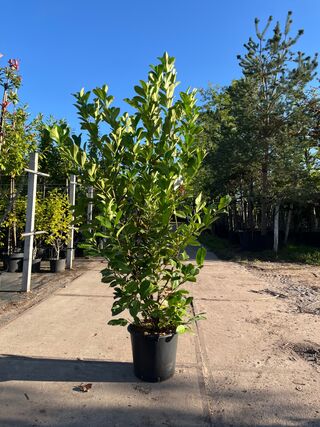 9x Laurierkers, Prunus ‘Rotundifolia’, haagplant, wintergroen, ca. 150