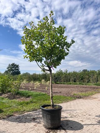 Ca. 10x Fruitboom, Prunus ‘Thirynthos’, E.a., halfstam, vruchtdragend,