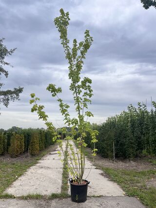 2x Rode esdoorn, Acer Rubrum, meerstammig, ca. 200-250 cm hoog