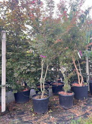 3x Japanse esdoorn, Acer Pal. ‘Jerre Schwartz’, sierheester, rode herf