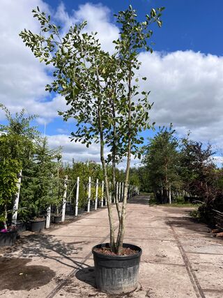 Zwarte els, Alnus Glutinosa, meerstammig, ca. 3.5-4 m hoog