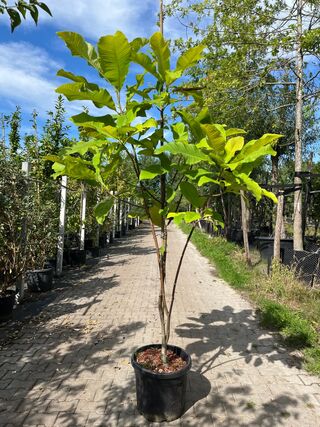 Westerse magnolia, Magnolia Tripetala, witte bloei, ca. 2-2.5 m hoog