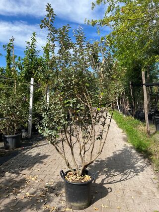 Olijfwilg, Elaeagnus Ebbingei, meerstammig, wintergroen, ca. 150-175 c