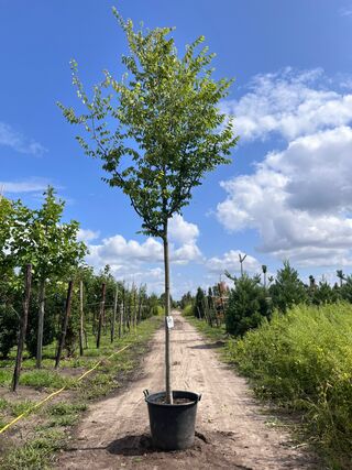 Japanse schijniep, Zelkova Serrata, hoogstam, ca. 4-5 m hoog