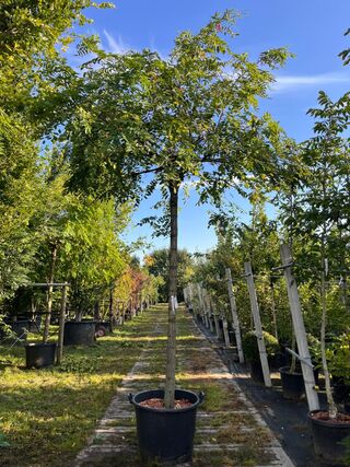 2x Rode acacia, Robinia ‘Casque Rouge’, dakboom, rozerode bloei, ca. 2