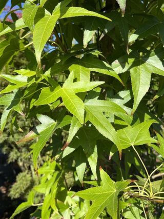 Amberboom, Liquidambar ‘Slender Silhouette’, zuilvorm, herfstverkleuri