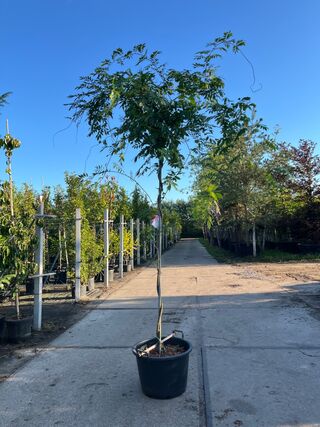 3x Blauweregen, Wisteria ‘Prolific’, dakvorm, blauwe bloei, ca. 2.5 m