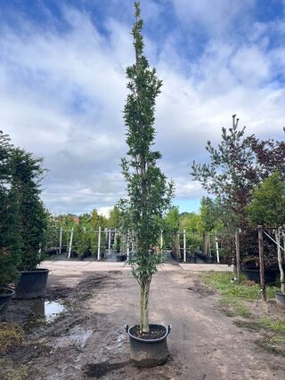 2x Moeraseik, Quercus Green Pillar, zuilboom, ca. 5 m hoog